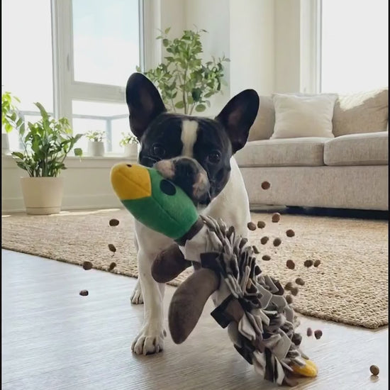 French Bulldog shaking the duck snuffle toy fast, treats flying - vertical