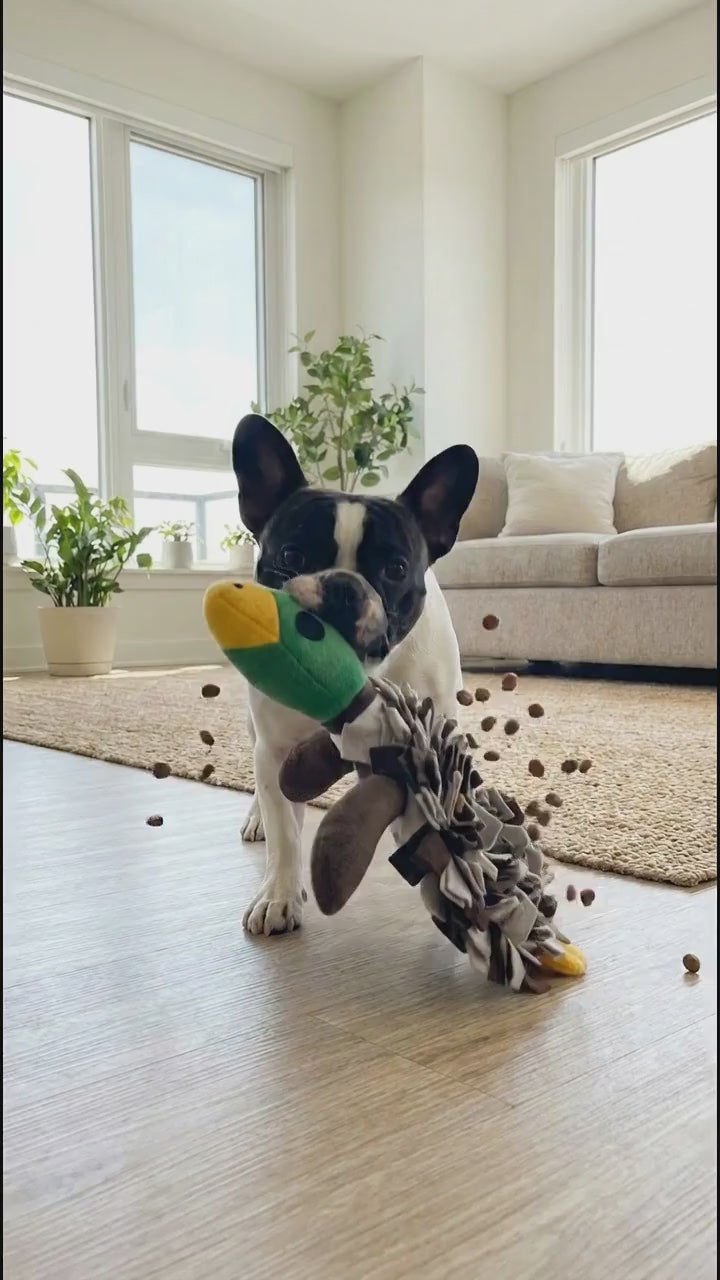 French Bulldog shaking the duck snuffle toy fast, treats flying - vertical